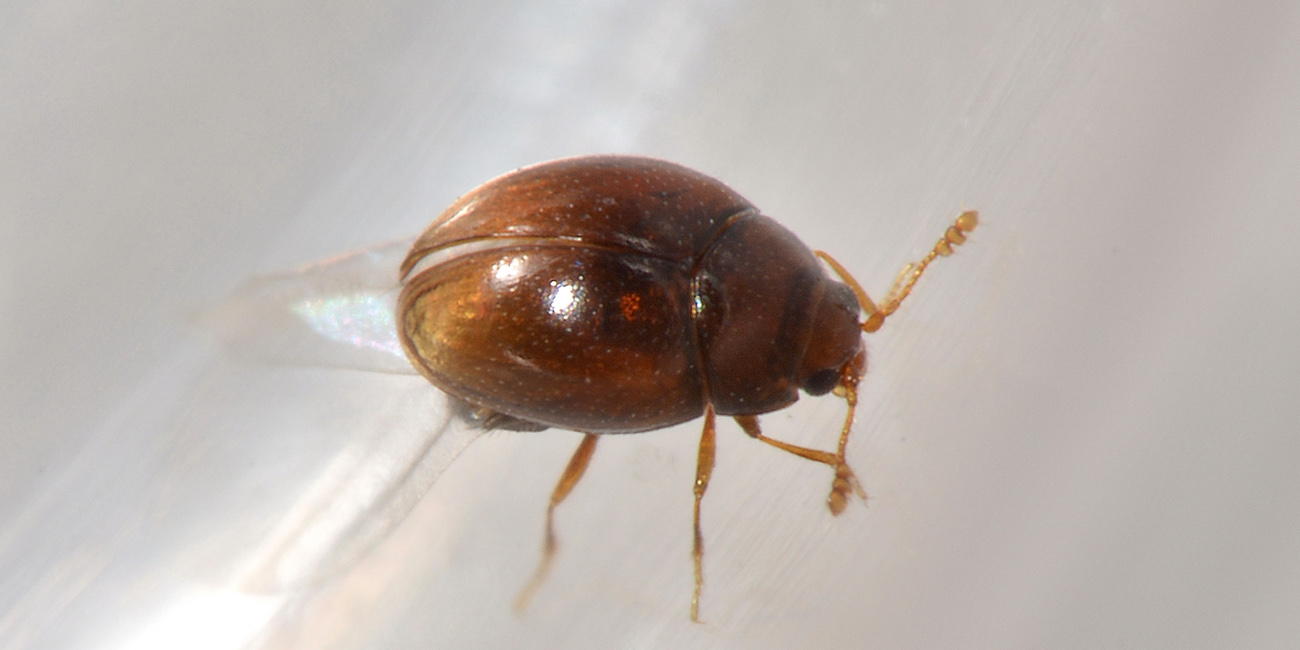 Cryptophagidae: Ephistemus globulus?